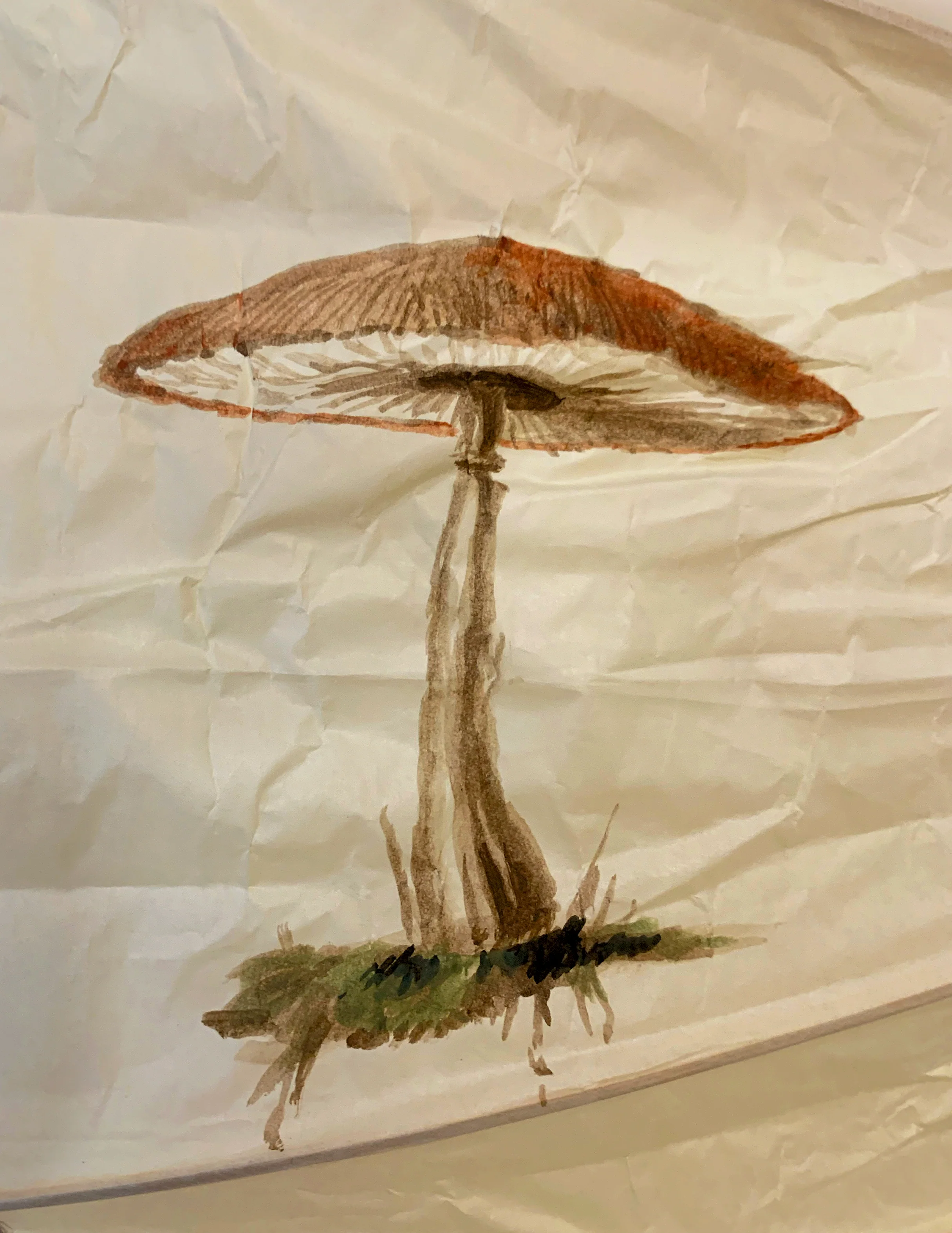 Funghi Lantern in Round - Image 5