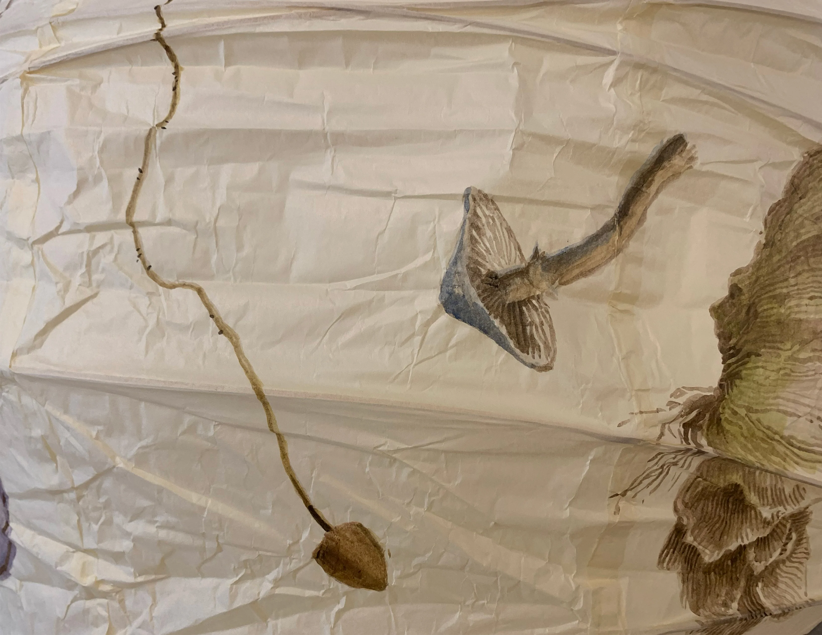 Funghi Lantern in Round - Image 8